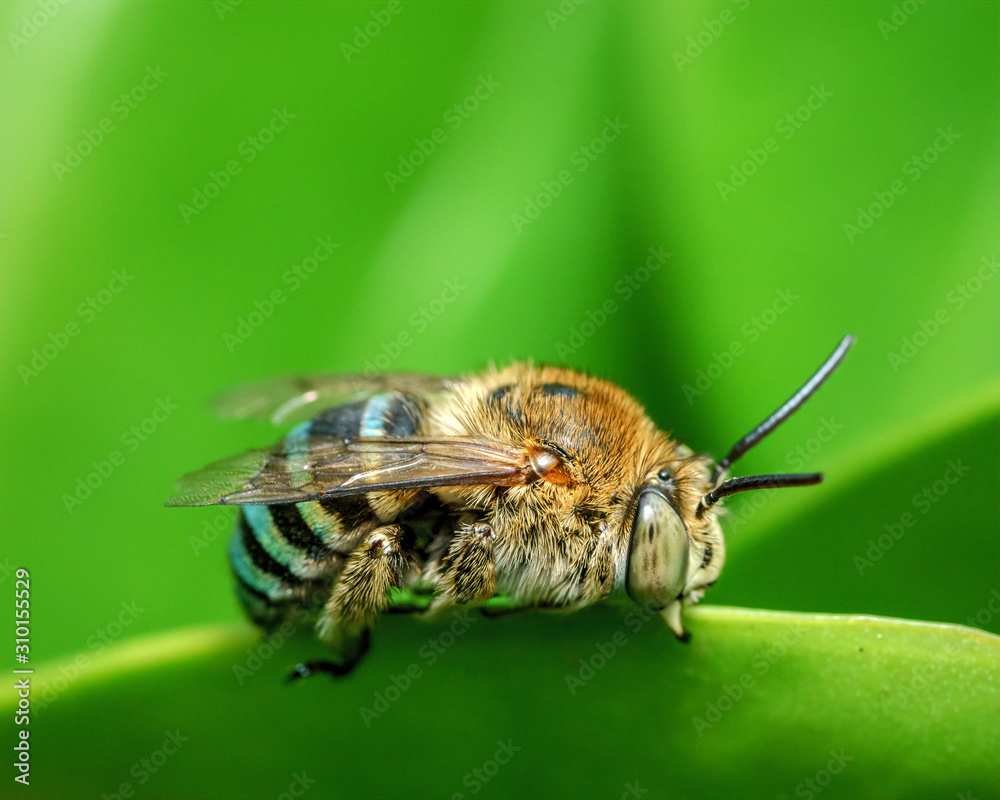 Amegilla korotnensis Amegilla korotnensis
