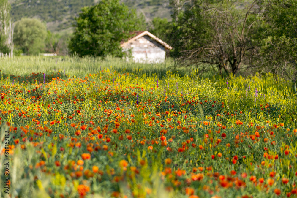 natural spring flower field. colorful flower landscape natural spring flower field. colorful flower landscape