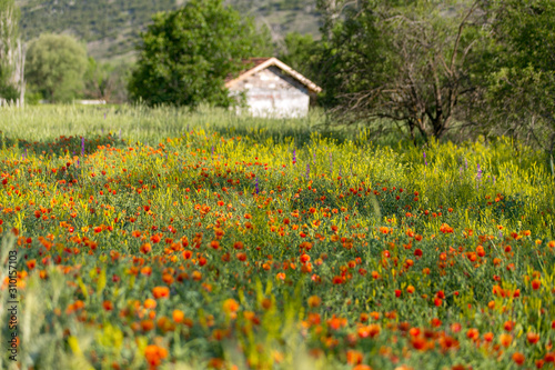 natural spring flower field. colorful flower landscape