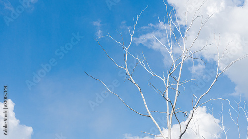 White dry tree with a beautiful sky background photo