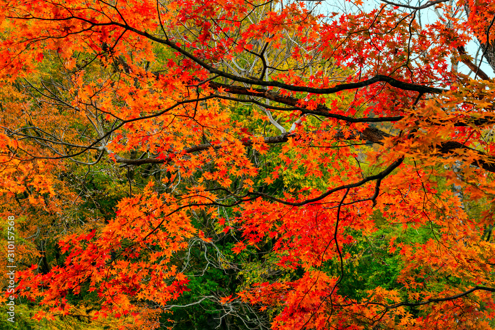 View of colorful foliage of autumn season in the forest at Nikko City, Tochigi Prefecture, Japan. View of colorful foliage of autumn season in the forest at Nikko City, Tochigi Prefecture, Japan.