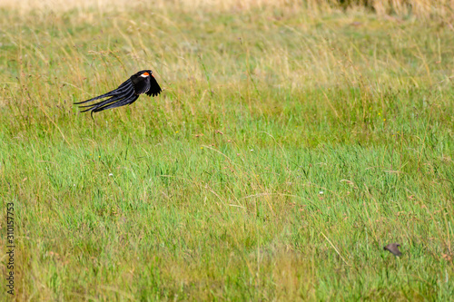 Long Tale Widow Bird in South Africa