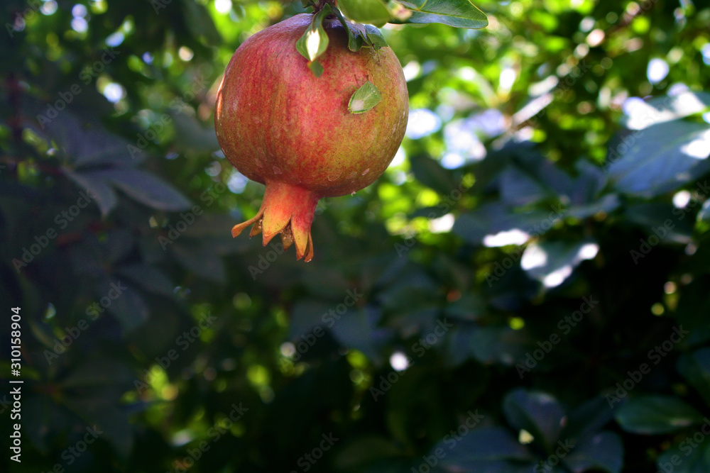 pomegranate on tree pomegranate on tree