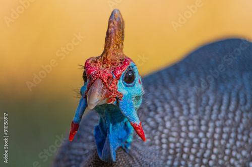 Helmeted Guinea fowl profile
