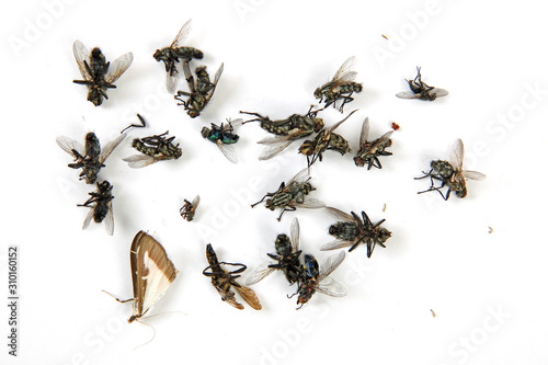Tote Insekten © Klaus Eppele