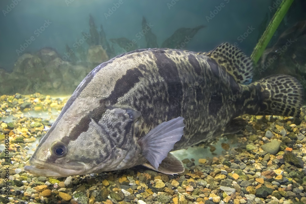 Siniperca chuatsi, the mandarin fish or Chinese perch in the aquarium.  Museum "Amur river fishes". Khabarovsk, far East, Russia. foto de Stock |  Adobe Stock