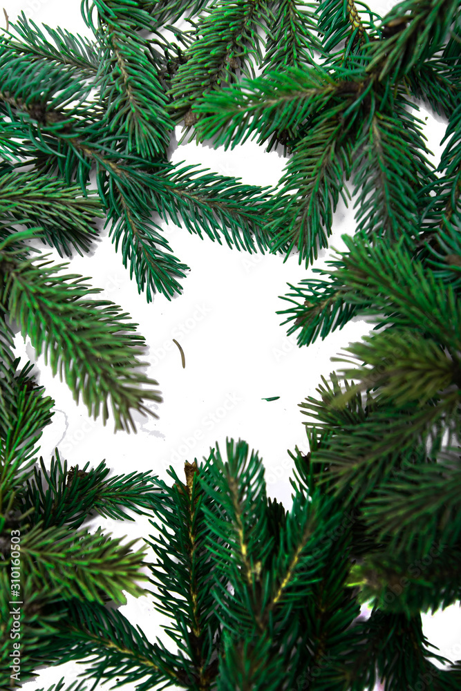 The branches of the Christmas tree. Coniferous tree on white background. The branches of the Christmas tree. Coniferous tree on white background.