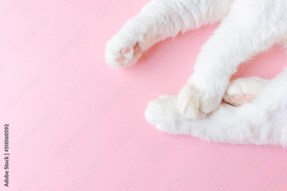 Paws of a white cat on a pastel pink background. View from above. Pet care concept. Copyspace, minimalism. Banner for zoo themes. Paws of a white cat on a pastel pink background. View from above. Pet care concept. Copyspace, minimalism. Banner for zoo themes.