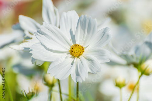 White Purity Cosmos In Garden  White Flowers