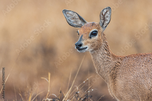 Steenbok profile © Kyle