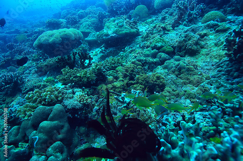 coral reef underwater / sea coral lagoon, ocean ecosystem