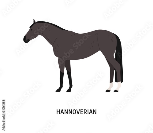 Hannoverian horse flat vector illustration