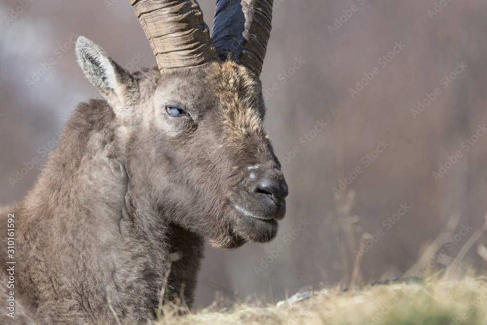 Portrait of Ibex mountain (Capra ibex)