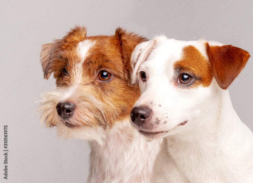 Cute Jack Russell Terrier team close up portrait.