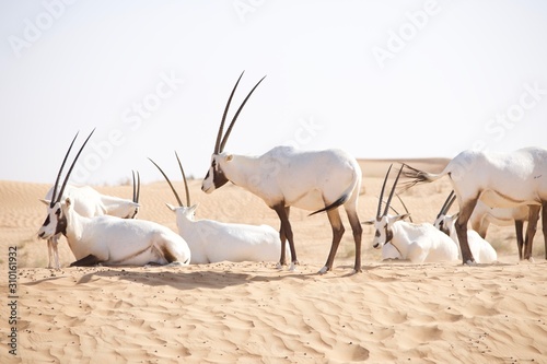  Arabian oryx walking in the desert dunes in the Middle East. photo
