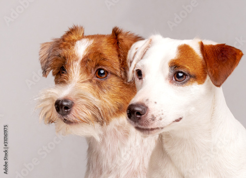 Cute Jack Russell Terrier team close up portrait.