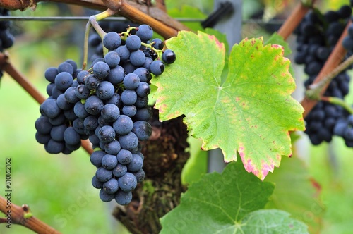 Pinot Noir Spaetburgunder Red Wine Grape photo