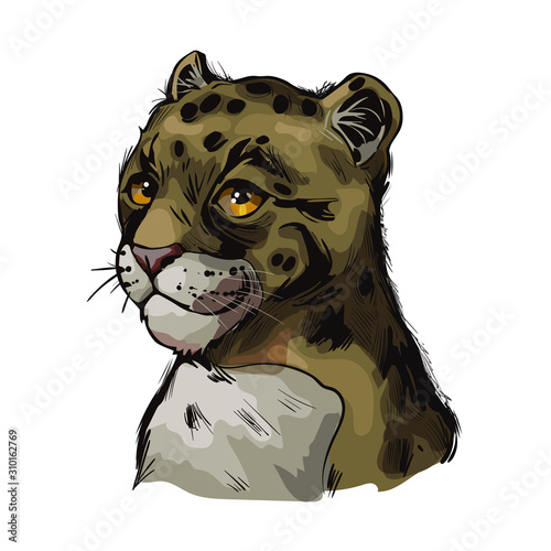 Clouded leopard baby tabby Neofelis nebulosa wild cat from Himalayan isolated sketch. Digital art illustration of mainland clouded leopard or Sunda clouded leopard, hunting season wildcat portrait