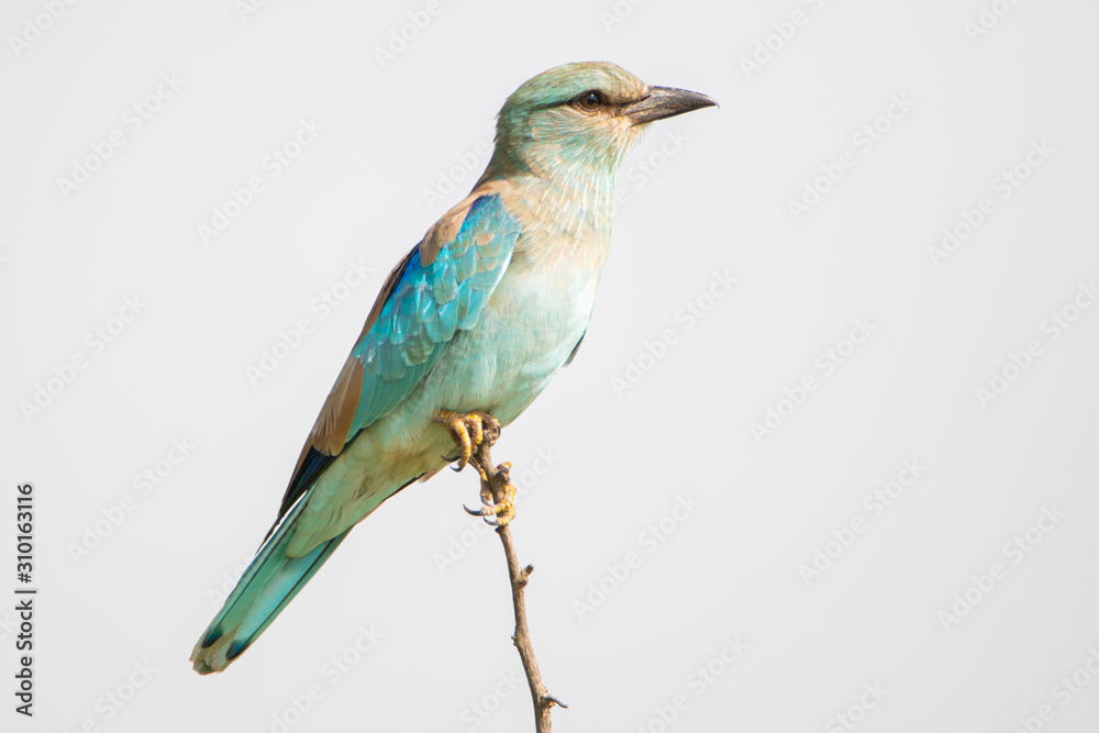 Europen Roller