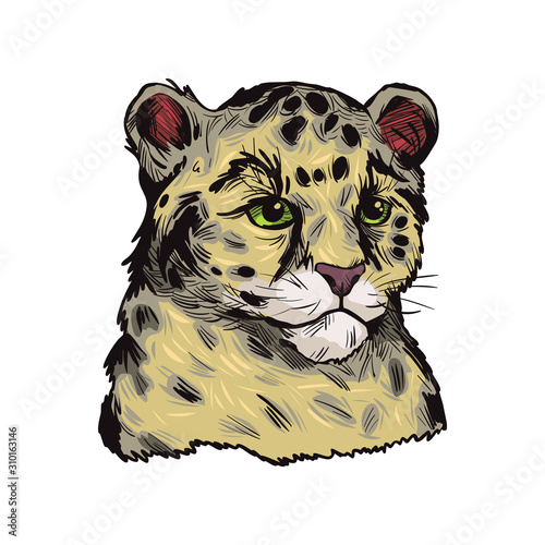 Leopard babby tabby vector portrait of exotic animal isolated sketch. Panther looking aside. Felidae mammal with furry coat with dots. Carnivore panthera pardus wildlife hand drawn illustration