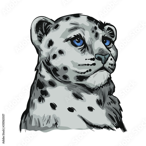 Snow leopard baby tabby portrait in close up isolated sketch. Vector spotted leopard hand drawni llustration of Panthera uncia. Mammal with thick fur. Uncia wild animal from Feline. Catlike carnivore
