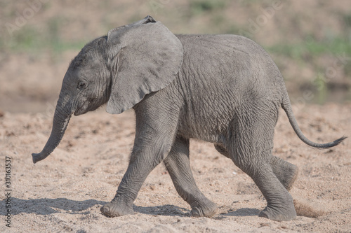 Photography Elephant Calf