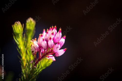 Fynbos vegetation with a close up of a pink Erica with black background, Western Cape, South Africa