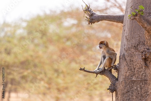 Photography Brown langur sitting on a tree branch in Senegal