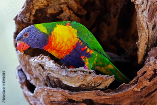 Australian rainbow lorikeet in the hollow of a red gum tree.