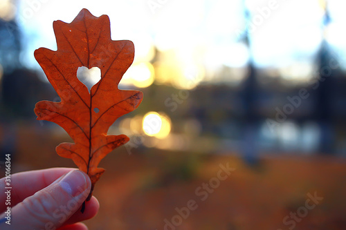 autumn heart on oak yellow leaf   heart symbol in autumn decoration  concept autumn love  walk in the park