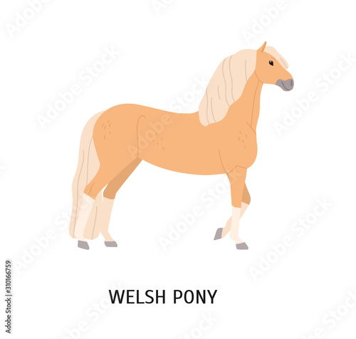 Welsh pony flat vector illustration