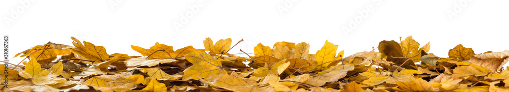 Obraz premium Autumn background. Orange maple leaves in a pile in front of an isolated white background day