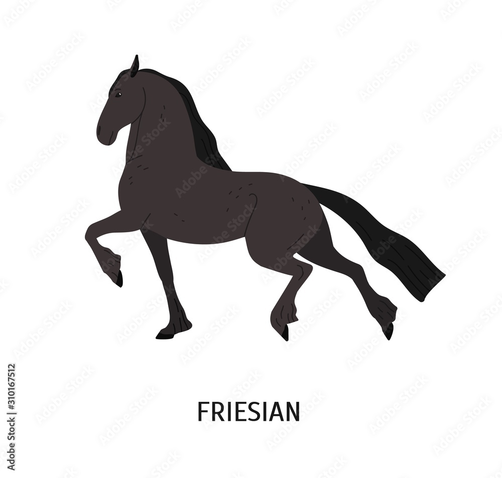Friesian horse flat vector illustration