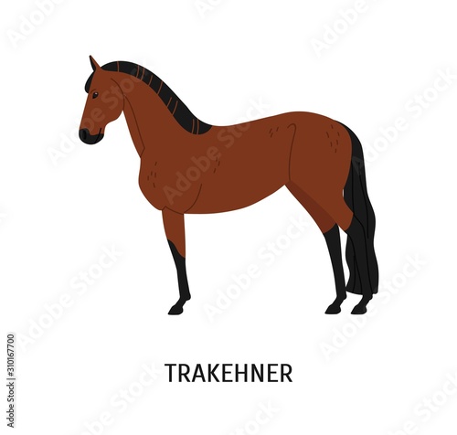 Trakehner horse flat vector illustration