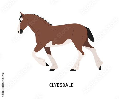 Photography Clydesdale horse flat vector illustration