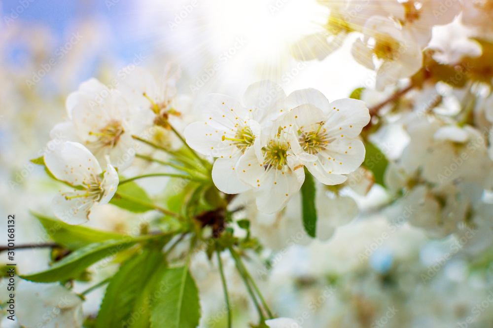 Blooming white cherry. Spring blossom background. Beautiful Orchard. Abstract blurred background and selective soft focus. Springtime Blooming white cherry. Spring blossom background. Beautiful Orchard. Abstract blurred background and selective soft focus. Springtime