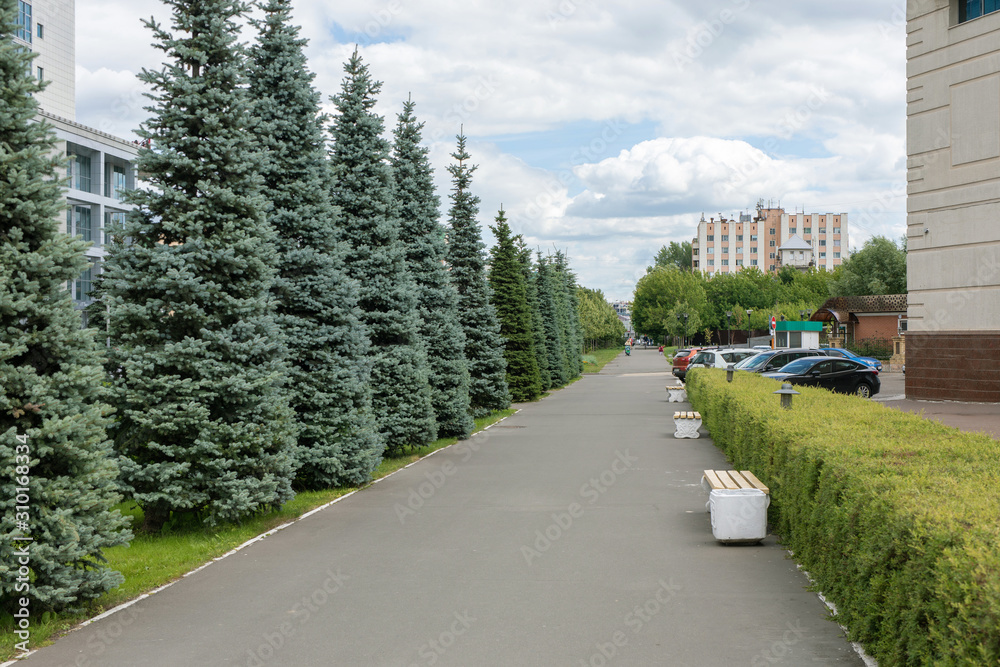 walking road with benches, fir trees and bushes in city center