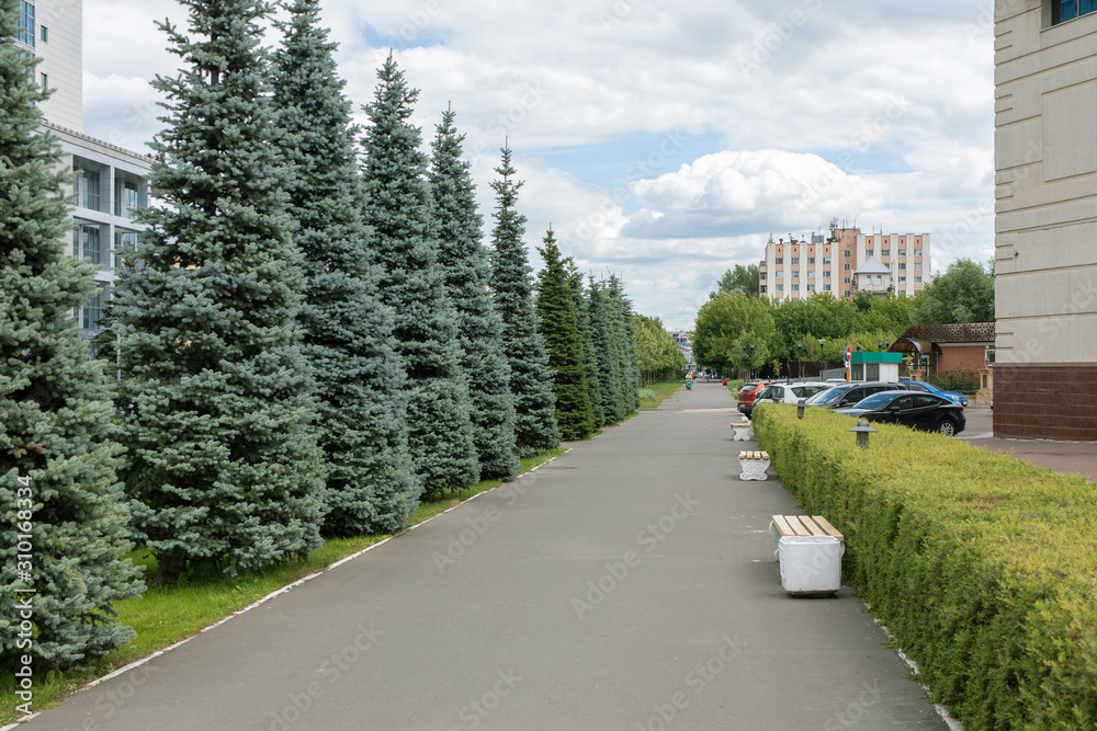 walking road with benches, fir trees and bushes in city center walking road with benches, fir trees and bushes in city center
