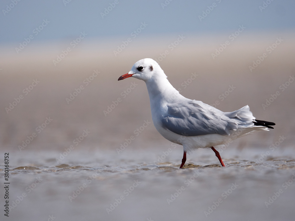 Seagulls on the German North Sea beach in summer Seagulls on the German North Sea beach in summer