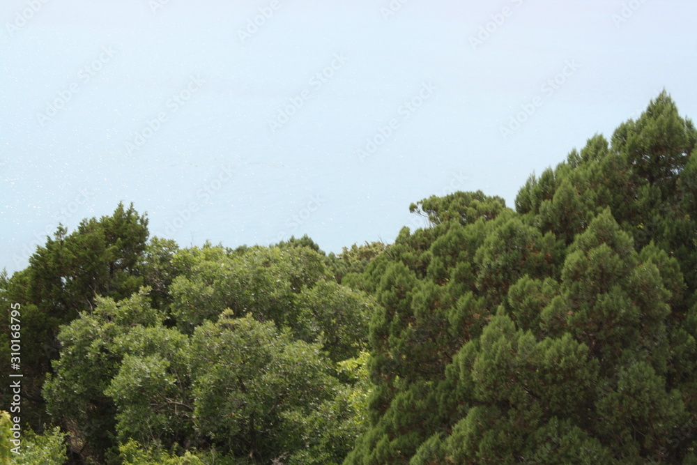 trees and blue sky