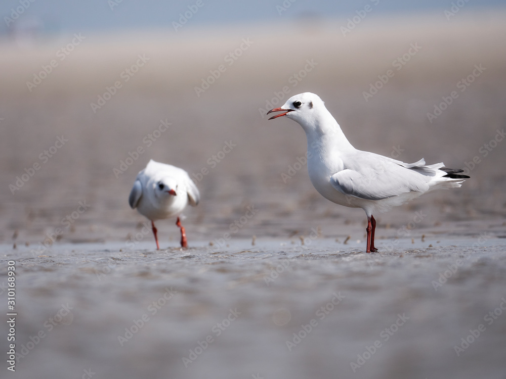 Seagulls on the German North Sea beach in summer Seagulls on the German North Sea beach in summer