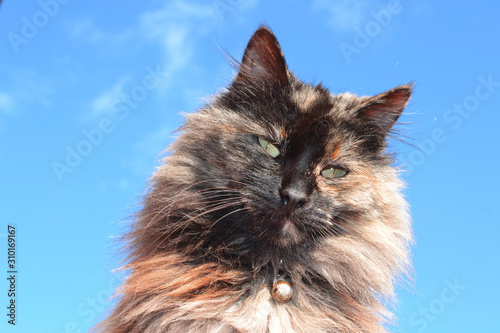 Close-up of a long-haired domestic cat © oraziopuccio