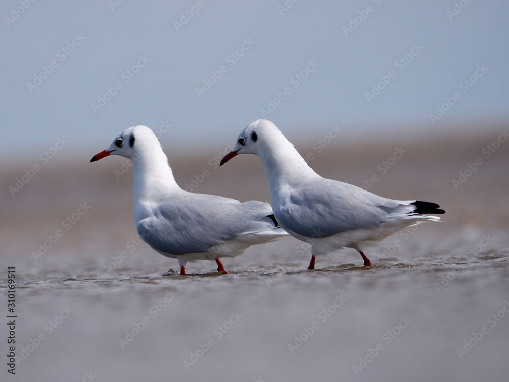 Seagulls on the German North Sea beach in summer Seagulls on the German North Sea beach in summer