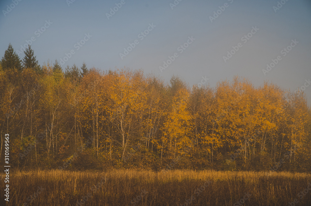 Autumn birch forest, vintage orange color tone.