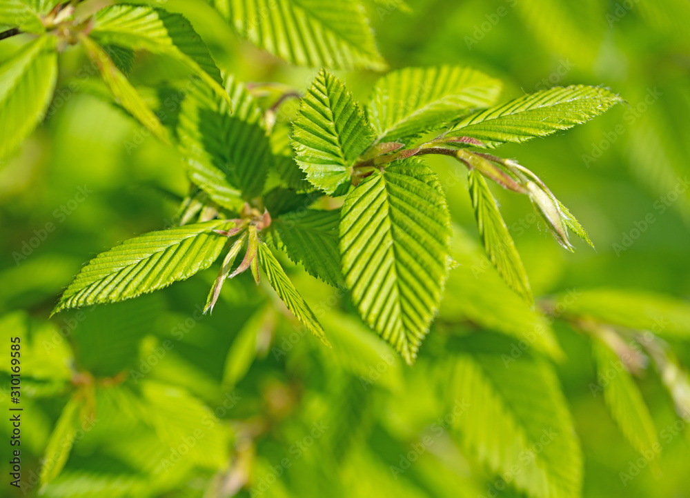 Junge Blätter der Hopfenbuche, Ostrya carpinifolia, im Frühling Junge Blätter der Hopfenbuche, Ostrya carpinifolia, im Frühling