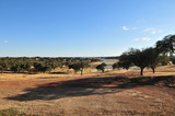Olive orchard near Mourão, Alentejo, Portugal, Alqueva lake in the background