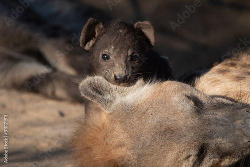 Spotted Hyena and pups