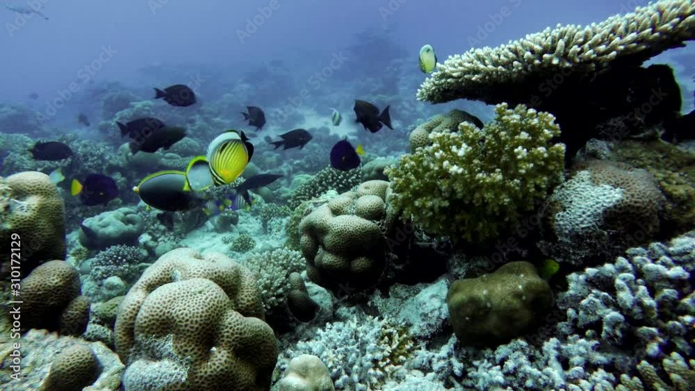 Underwater life in the ocean. Tropical fish. Underwater life in the ocean. Tropical fish.