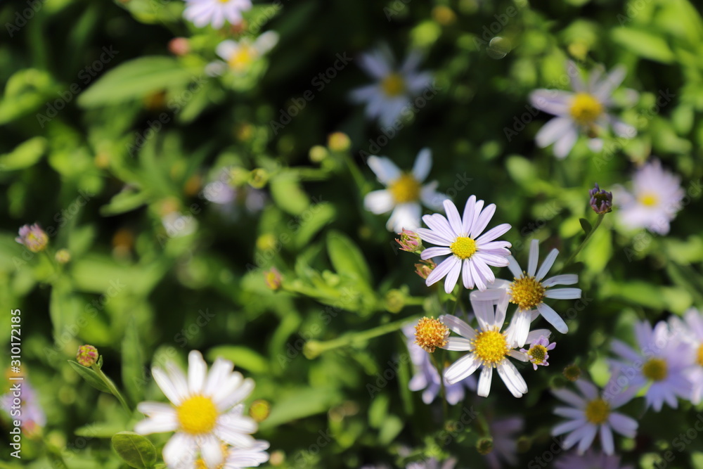 Obraz premium daisies in the grass