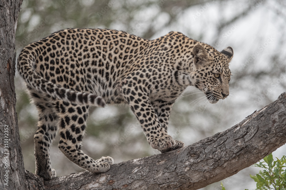 Leopard in tree